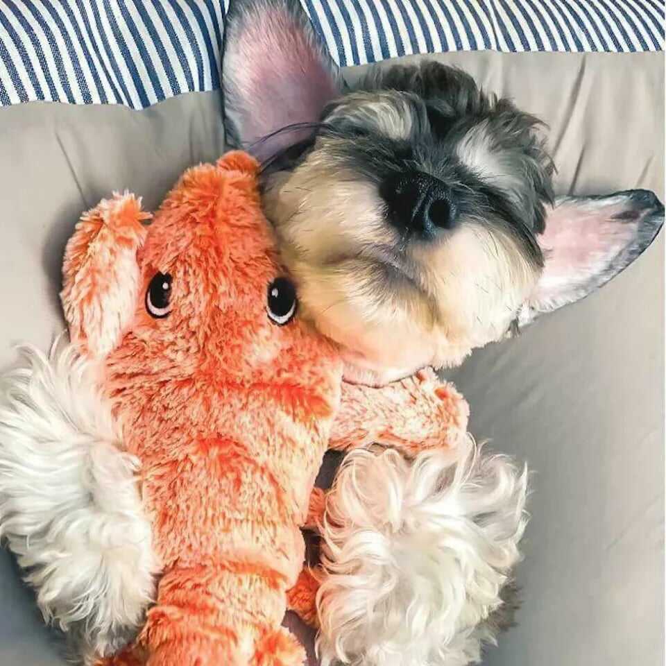 🔥Floppy Lobster Interactive Dog Toy