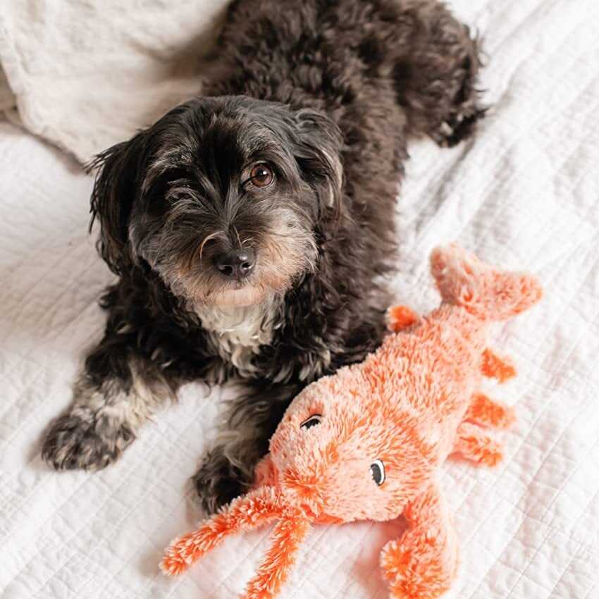 Last Day 70% OFF🔥Floppy Lobster Interactive Dog Toy